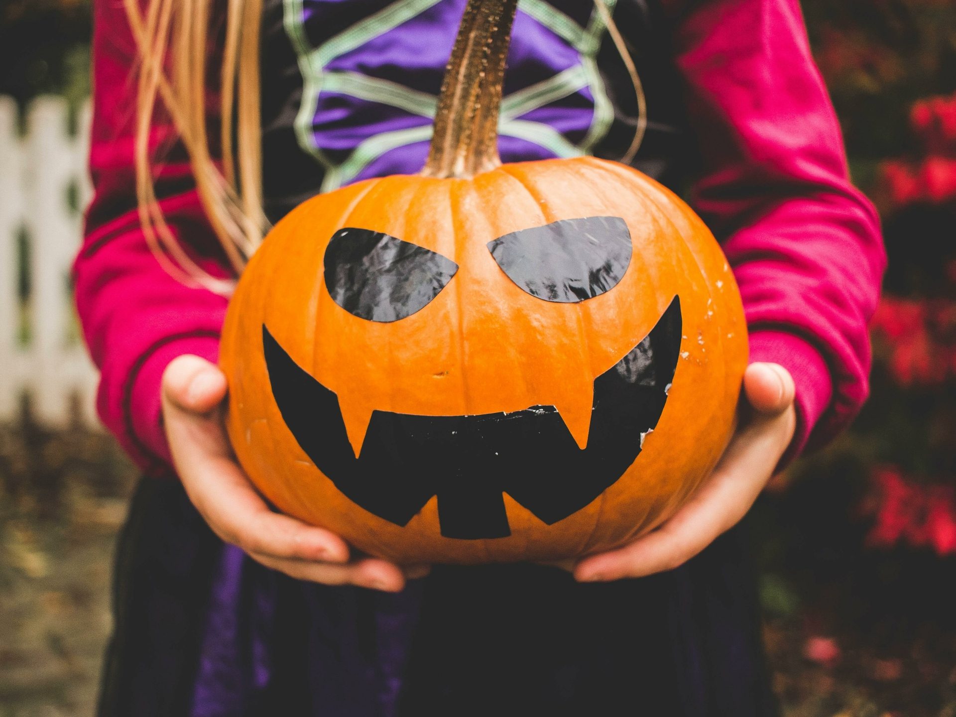 Tyneside Cat Centre Halloween Open Day - Cats Protection Tyneside Cat Centre
