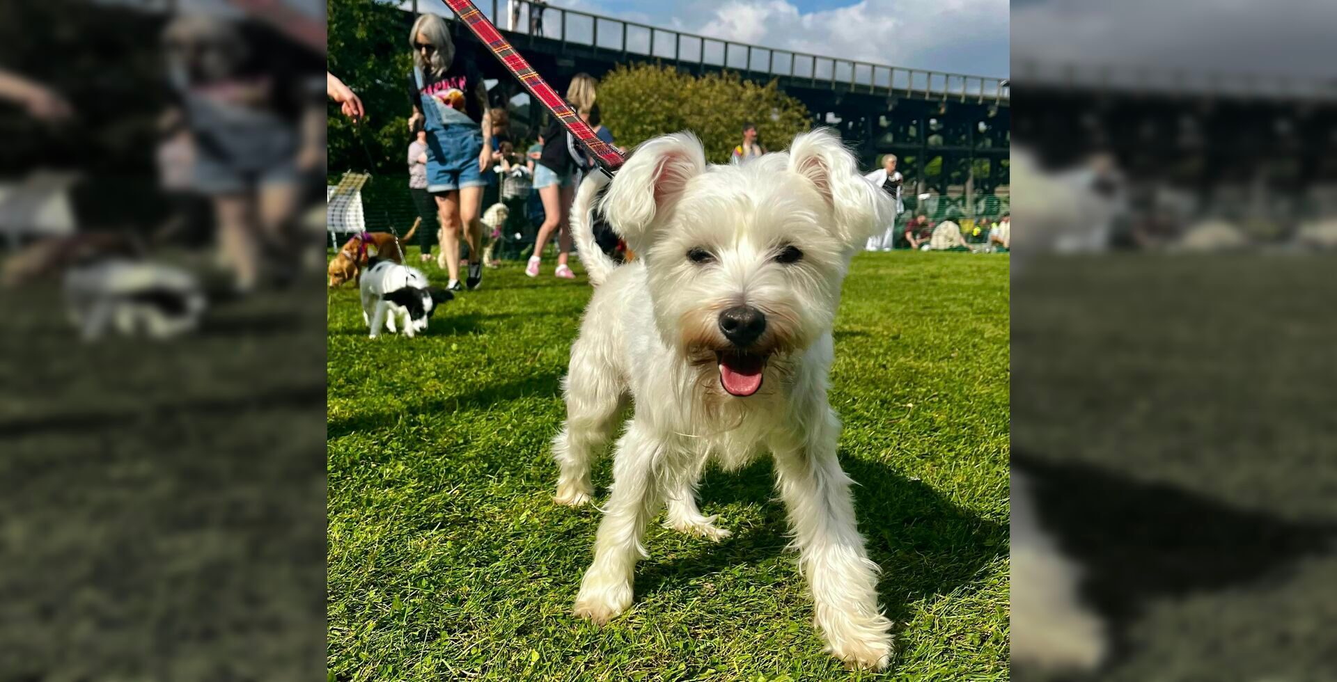 Dunston Staiths Dog Show and Heritage Open Day - Dunston Staiths at Neville Hall