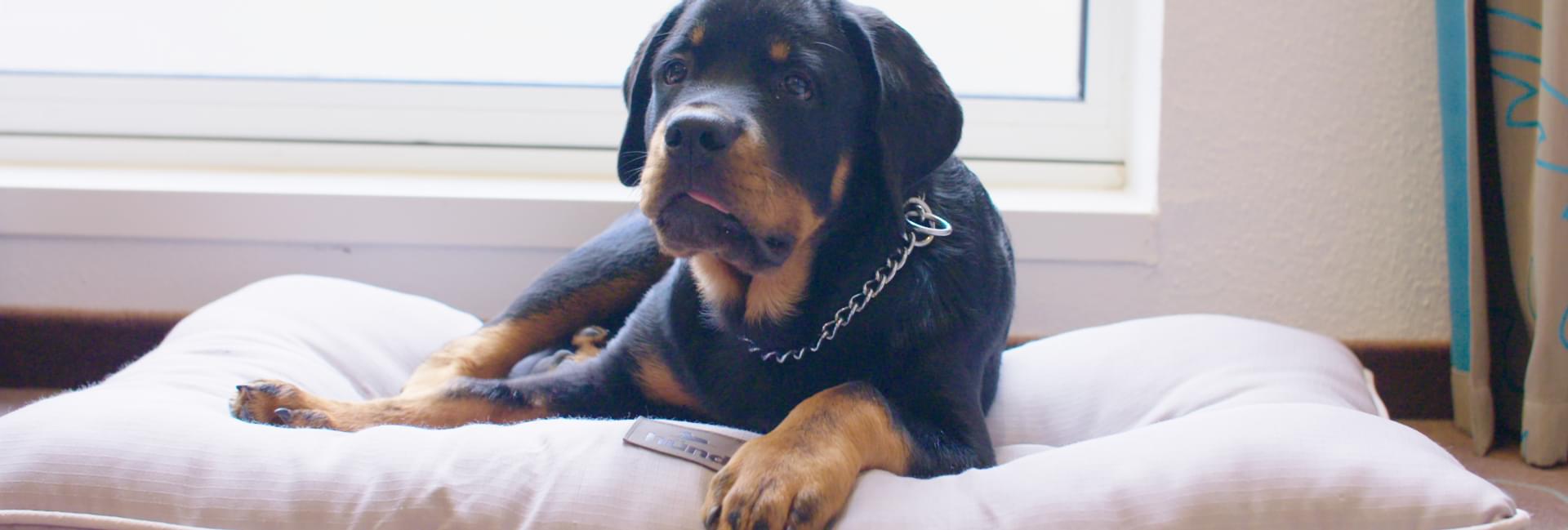 Dog friendly Rotweiller pup at Motel One