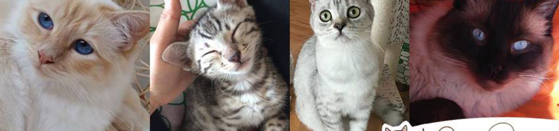 Catpawcino