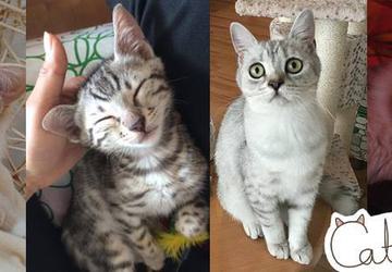 Catpawcino