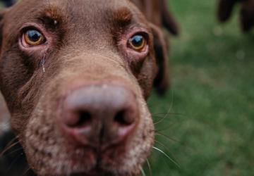 Dog Friendly Gateshead djmphotography south causey inn 15